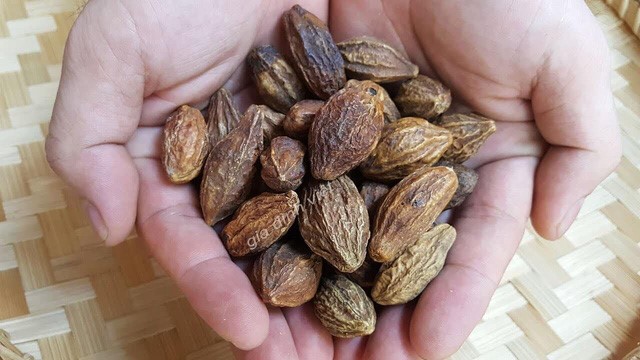 Quả Kha tử - vị thuốc quý trong điều trị viêm thanh quản