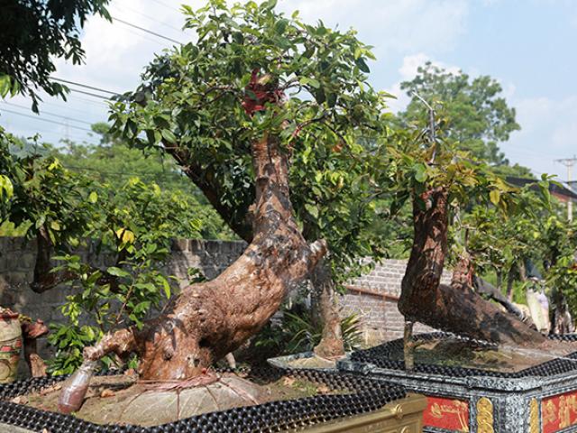 Thị trường - Tiêu dùng - Cặp “Tiên đồng ngọc nữ” giá tiền tỷ của ông “vua” mai vàng Yên Tử