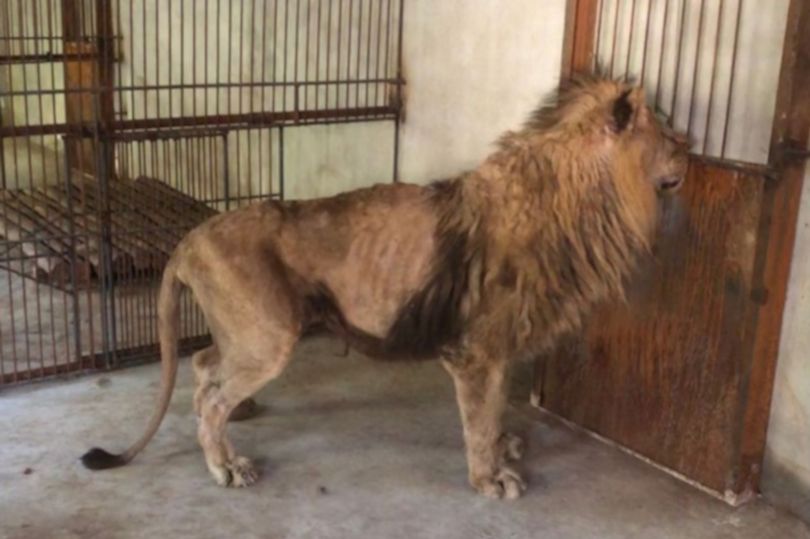 Sư tử gầy trơ xương trong vườn thú Trung Quốc.