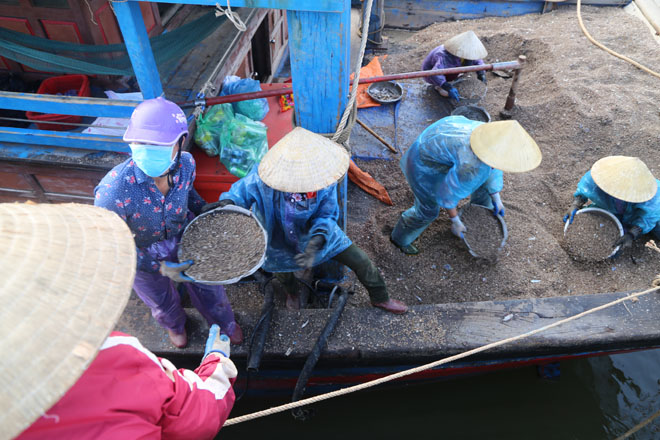 Để vận chuyển đóng sò đi tiêu thụ, các chủ thuyền phải thuê những nữ phu cá để làm.