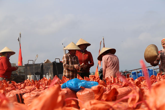 Theo những ngư dân, sau khi có sò, các chủ doanh nghiệp tự động liên hệ và thuê xe trực tiếp vào vận chuyển hàng.