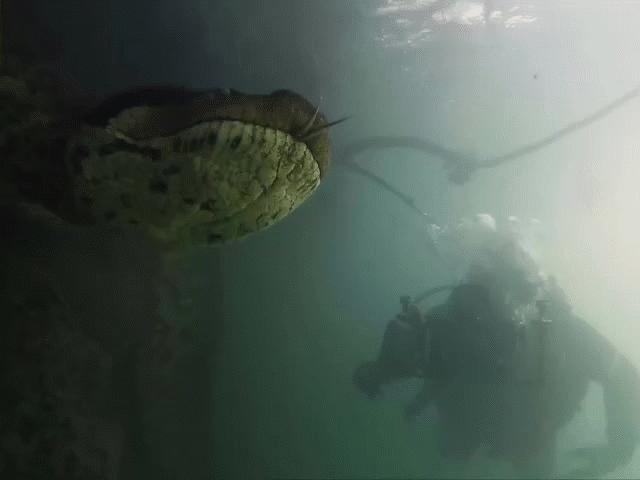 Media - Hoảng hồn thợ lặn "mặt đối mặt" với mãng xà to như trong phim viễn tưởng