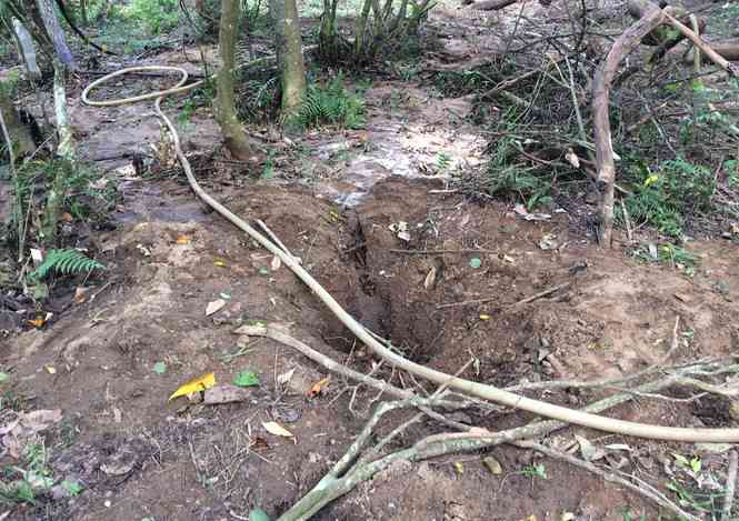 Quanh vị trí cây gỗ sưa "khủng" vừa được tìm thấy, người dân tiếp tục đào hàng trăm cái lỗ sâu xuống gần 2m để tìm gỗ sưa