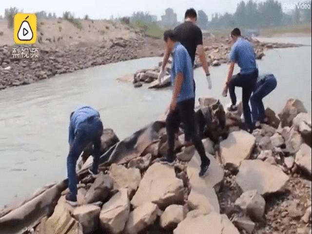 Thế giới - Sự thật về sinh vật giống rồng gây náo loạn ở Trung Quốc