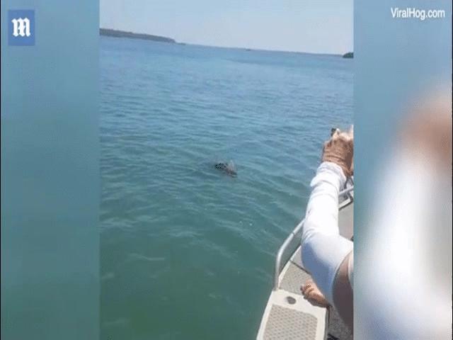 Video clip chuyện lạ - Tưởng cá khủng cắn câu, thu cần mới biết "quái vật" đớp mồi