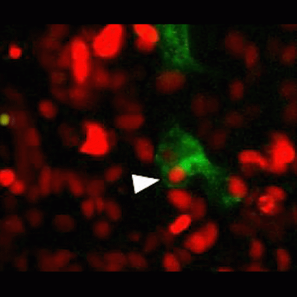 Ảnh động do nhóm nghiên cứu thực hiện cho thấy tế bào "ăn thịt" màu xanh lá cây đang nuốt và tiêu hóa dần đồng loại (màu đỏ)