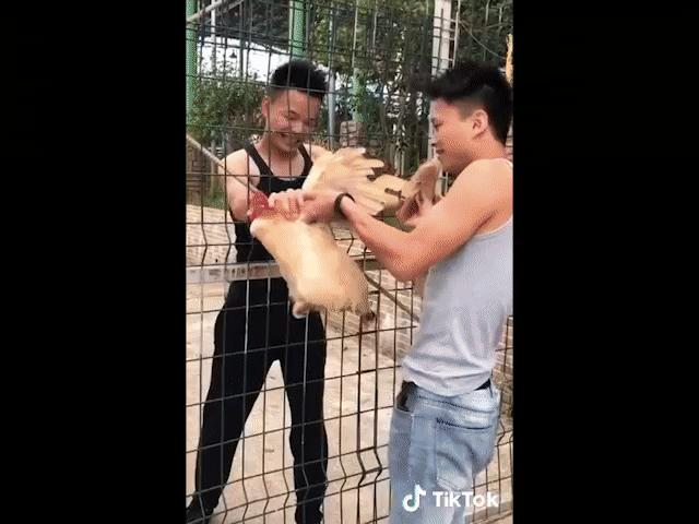 Video Clip Cười - "Bắt gà" cũng là cả một nghệ thuật đấy nhé