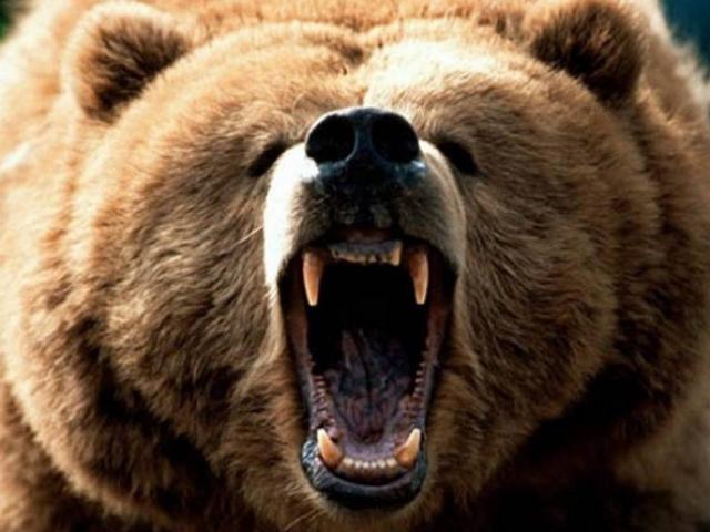 Media - Xem hai "quái vật rừng xanh" đại chiến như trong phim