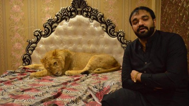 Ông có vẻ rất "cưng chiều" con sư tử này, cho nó ngủ ở một giường lớn, có đệm, điều hòa như phòng dành cho con người.