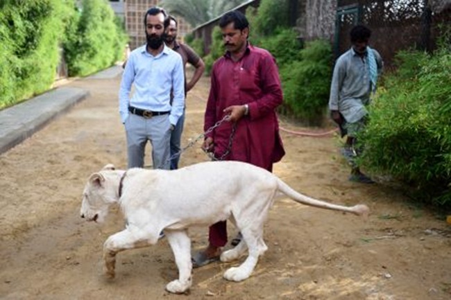 Tại Pakistan, Bilal Mansoor Khawaja - người lập ra một vườn thú tư nhân cũng nuôi sư tử trắng.