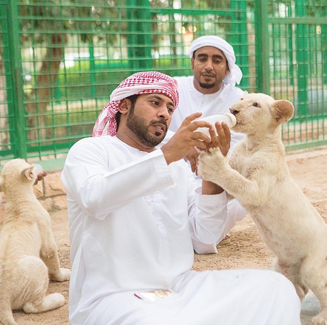 Trước đây, các đại gia ở Dubai nổi tiếng với việc nuôi sư tử, báo như thú cưng trong nhà.