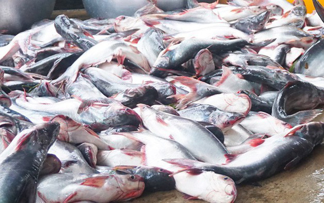 Giá cá tra giảm còn 19.500 đồng/kg, người nuôi lỗ nặng.