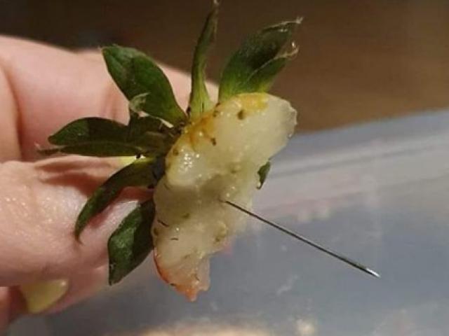 Thế giới - Úc: Ăn dâu tây, người phụ nữ cắn phải kim dài nhọn hoắt