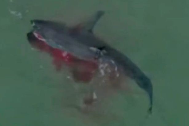 Cá mập trắng tung đòn tấn công khiến máu loang khắp nơi.