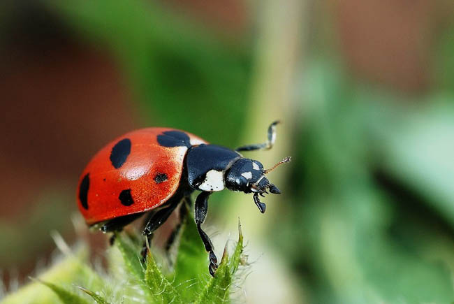 8 cách đuổi côn trùng khỏi nhà nhanh chóng giúp phòng tránh bệnh tật - 1