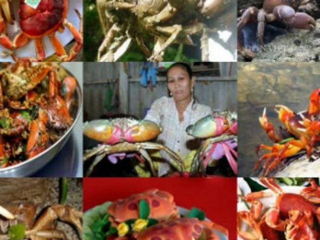 Ẩm thực - Đi từ Bắc vào Nam thưởng thức 9 loại cua siêu đặc sản ngon trứ danh