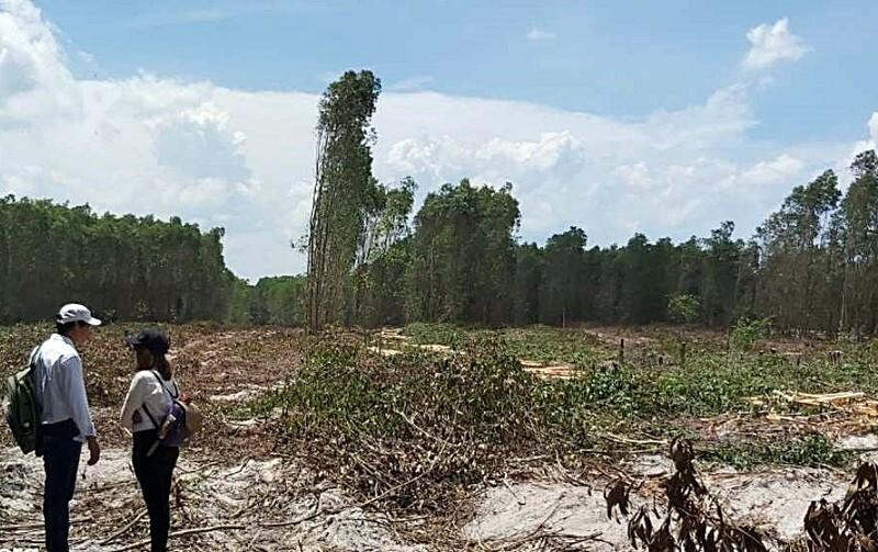 Dự án tại xã Thắng Hải (Bình Thuận)của Alibaba thực chất chỉ là rừng tràm