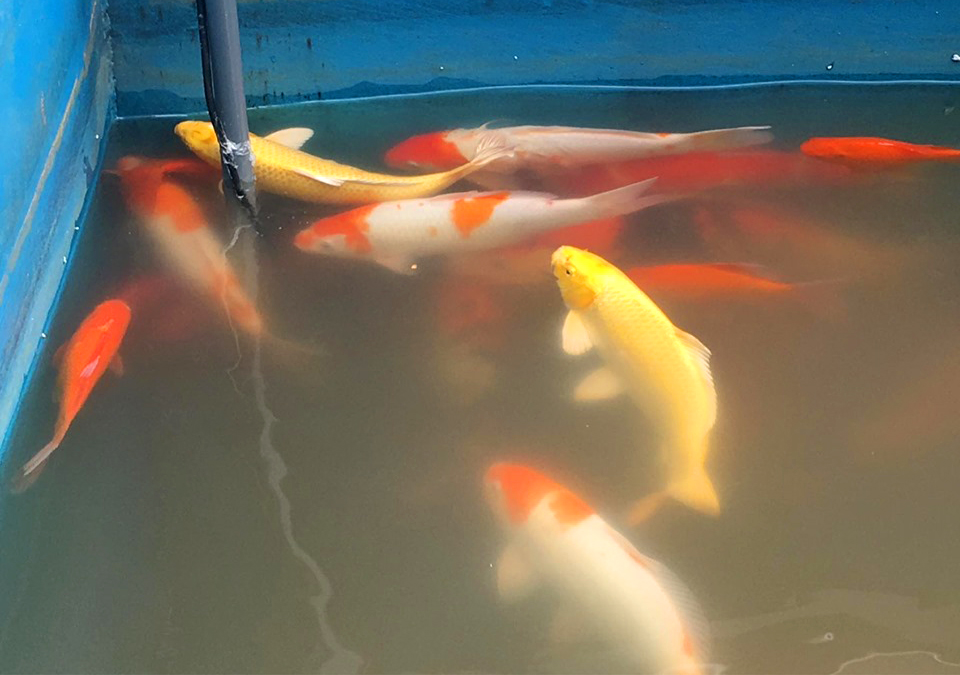 Những con cá Koi còn lại vẫn sống khỏe sau khi được tăng cường máy sục khí.