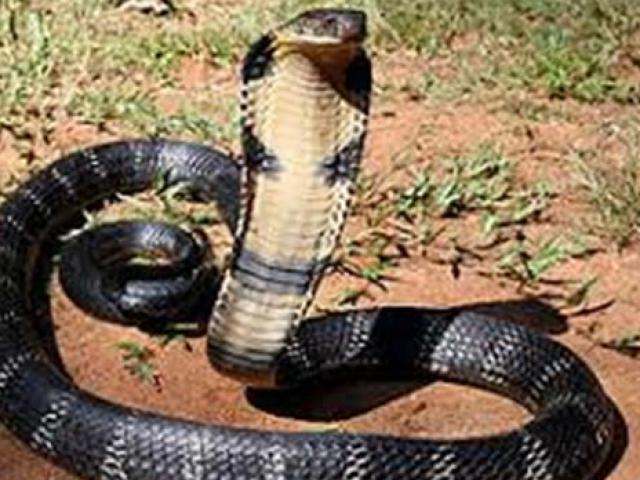 Kinh doanh - “Vắt sữa rắn” – nghề nghe xong ai cũng nổi da gà