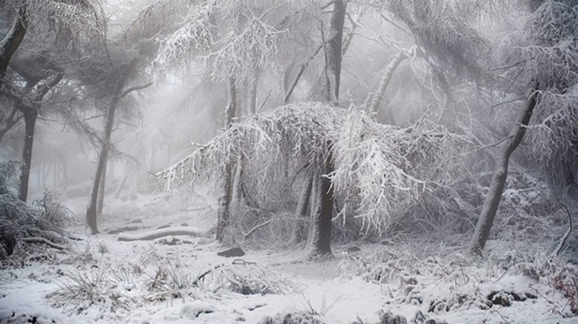 "Chào mừng bạn đến với Narnia" đã giúp Dave Fieldhouse giành lấy giải nhất hạng mục "Rừng hoang dã" trong cuộc thi ảnh thiên nhiên hoang dã Anh năm nay.
