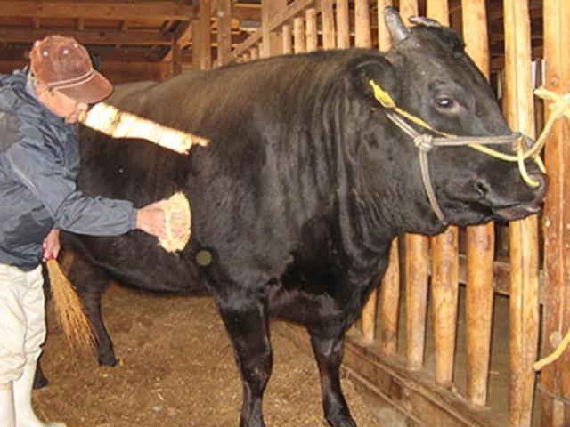 Thị trường - Tiêu dùng - Nuôi "bò trinh nữ" rồi đem bán hơn 6 tỷ 1 con