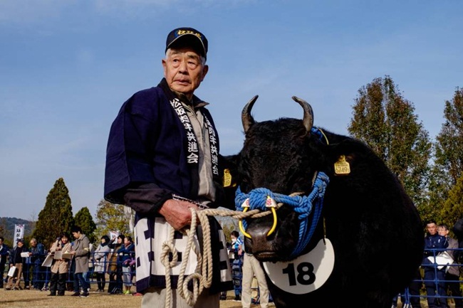 Ông Tochigi, chủ một trang trại nuôi bò cho hay, bò Matsuaka được nuôi 4 năm trước khi được đưa ra thị trường.