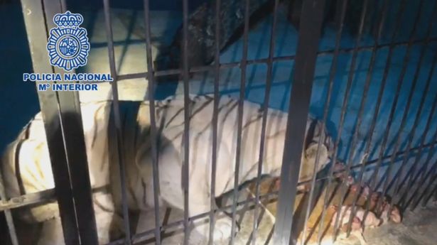 Hổ bạch tạng bị nhốt trong cũi tại nhà một cặp đôi ở Tây Ban Nha.