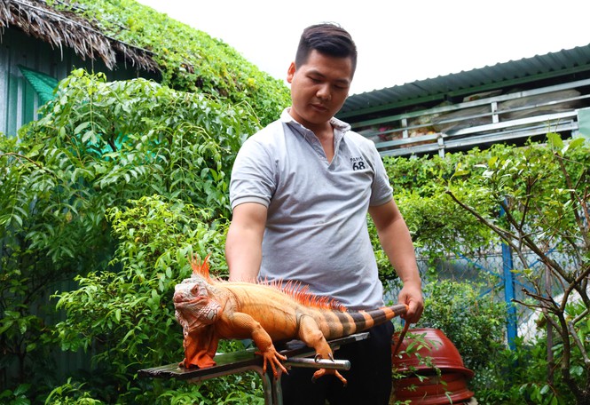 Anh Sang và chú rồng Nam Mỹ hơn 1 năm tuổi - Ảnh: Kim Hà.