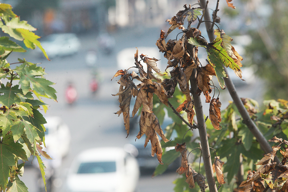 Hàng phong lá đỏ trồng trên một số tuyến phố ở Hà Nội có dấu hiệu khô lá, chết cây.