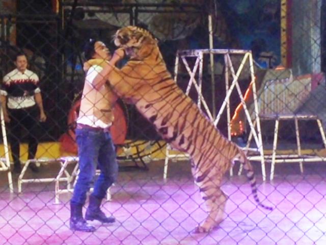 Talk với Sao - Nhói lòng với góc khuất của những nghệ sỹ nghề xiếc kém may mắn