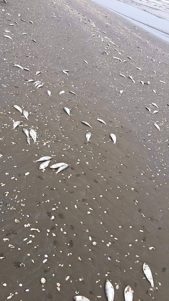 Cá chết rải rác ở khu vực biển Hà Tĩnh