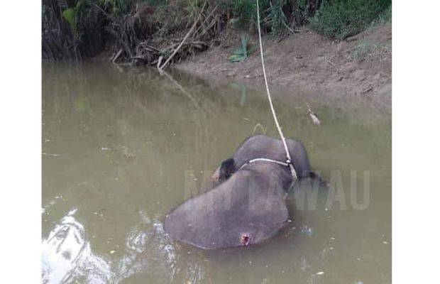 Xác voi nổi trên sông với vết đạn bắn.