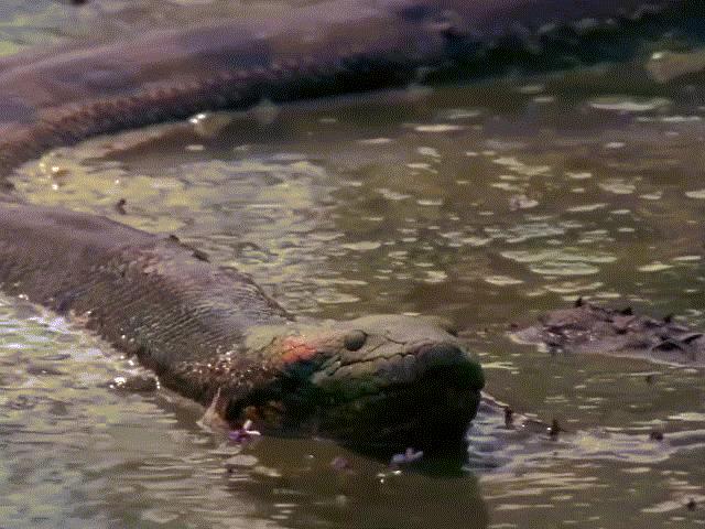 Media - Cận cảnh mãng xà sông Amazon siết chết con mồi rồi nuốt chửng