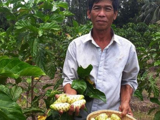 Thị trường - Tiêu dùng - Trái nhàu rớt giá thê thảm sau thời gian làm mưa làm gió