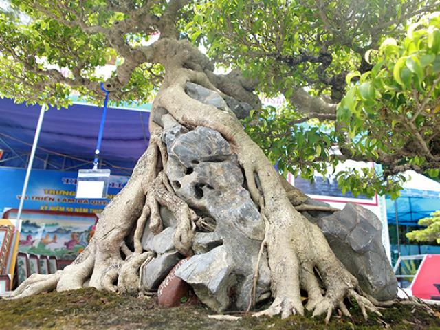 Thị trường - Tiêu dùng - “Siêu cây Việt Nam” giá 23 tỷ khiến giới chơi cây "sửng sốt"