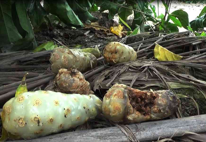 Ông Hứa Văn Bét ngán ngẩm khi nhìn vườn nhàu 1.000 gốc đến thời điểm thu hoạch