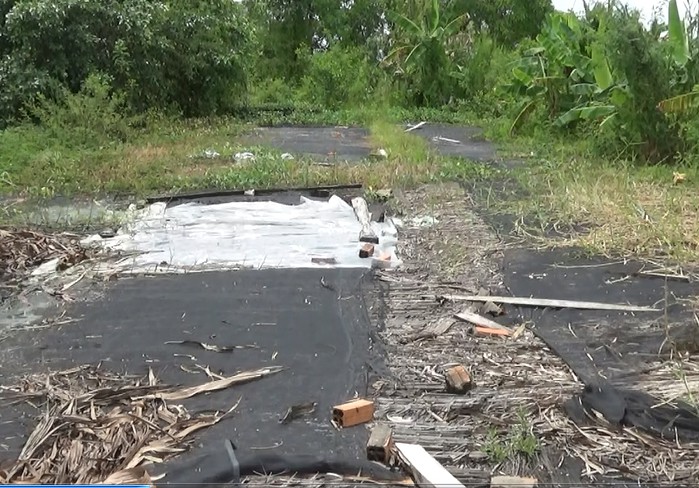 Sân phơi của các cơ sở thu mua trái nhàu trên địa bàn xã Tân Lộc bỏ không