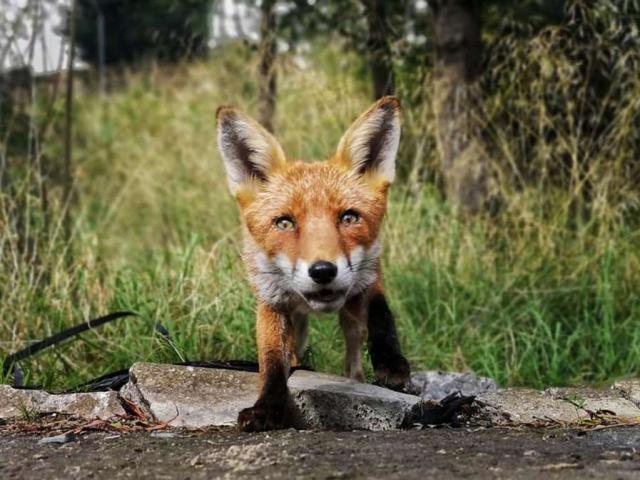 Phi thường - kỳ quặc - Bị phát hiện quay lén, chú cáo hành động khiến người quay toát mồ hôi