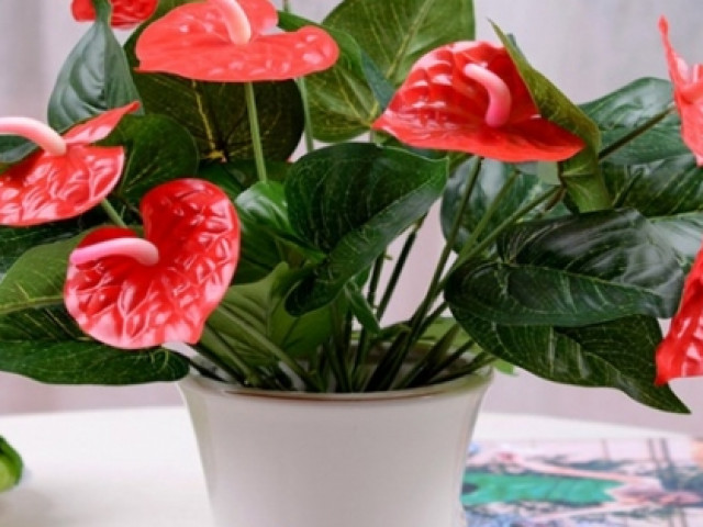 Bạn trẻ - Cuộc sống - Muốn ngồi trong nhà cũng may mắn, hãy trồng ngay 5 cây này