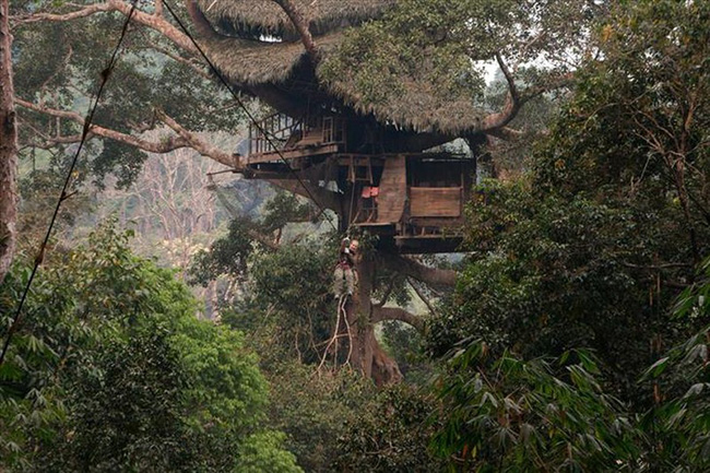 Gibbon Treehouse, Lào.
