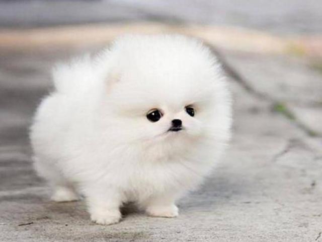 Thị trường - Tiêu dùng - Giống chó nuôi mãi không lớn mà giá hơn chục triệu/con