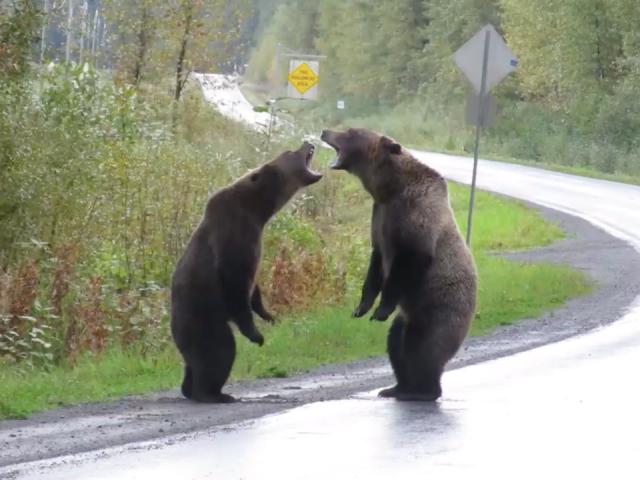Cặp gấu xám lực lưỡng kịch chiến dữ dội ngay giữa đường cao tốc