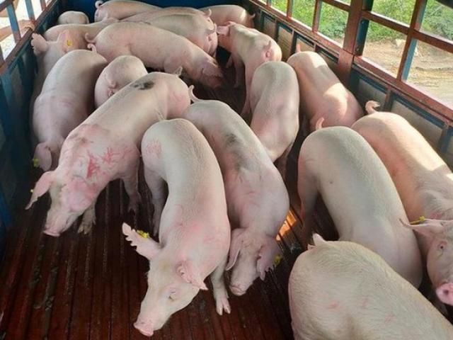 Hàng nghìn con lợn sống từ Thái Lan “đổ bộ” Việt Nam