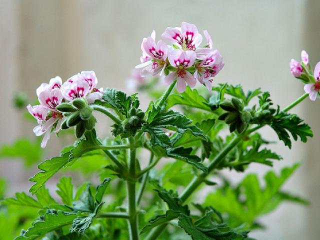 Sức khỏe đời sống - Để 4 loại cây này trong nhà, vừa hợp phong thủy vừa đảm bảo không còn con muỗi nào bén mảng