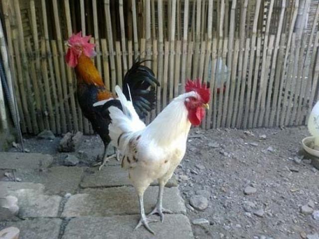 Media - Loài gà "độc nhất vô nhị" cất tiếng gáy như tiếng cười