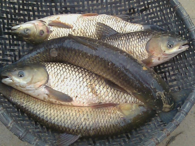 8 loại cá "đại bổ" giàu chất dinh dưỡng bậc nhất, vừa ngon vừa rẻ có rất nhiều ở Việt Nam - 7