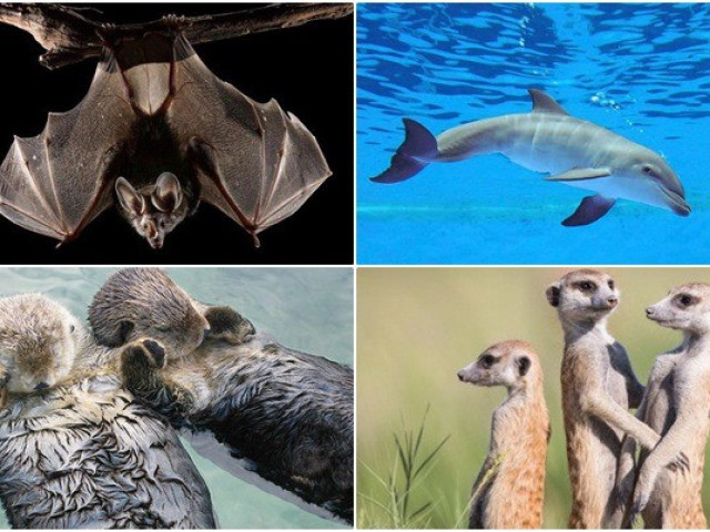 Giáo dục - du học - 1001 thắc mắc: Loài nào vừa bay vừa ngủ?