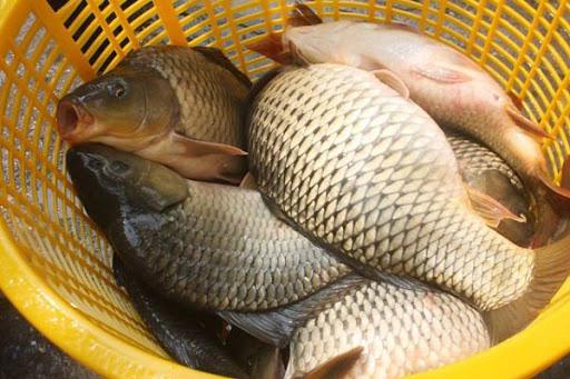 8 loại cá &#34;đại bổ&#34; giàu chất dinh dưỡng bậc nhất, vừa ngon vừa rẻ có rất nhiều ở Việt Nam - 1