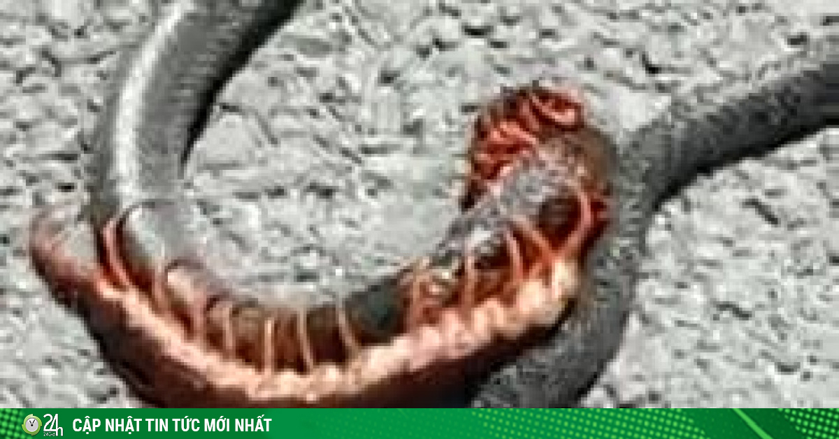 Video: Bị rết khủng cắn chặt đầu không buông, rắn hổ mang đau đớn quằn quại