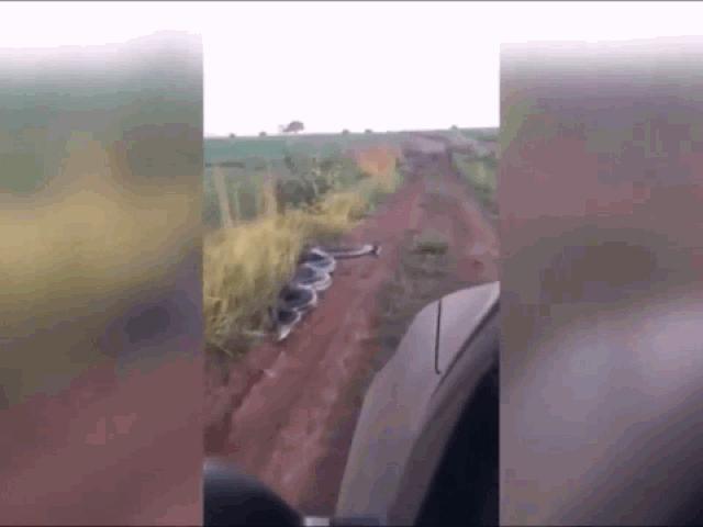 Media - "Mãng xà" khổng lồ dài gần 10m bất ngờ há miệng tấn công ô tô